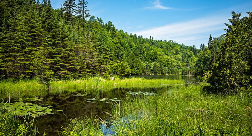 Managed Forest Properties